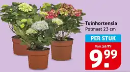 Hoogvliet Tuinhortensia aanbieding