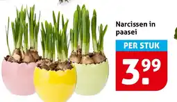 Hoogvliet Narcissen in paasei aanbieding