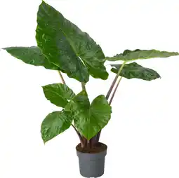 Intratuin Alocasia (Alocasia 'Imperial Red') D 24 H 110 cm aanbieding