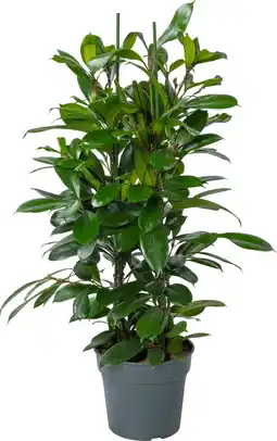 Intratuin Groene vijg (Ficus cyathistipula) D 30 H 115 cm aanbieding