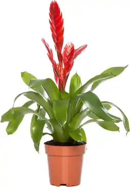 Intratuin Vriesea (Vriesea 'Porto') D 12 H 45 cm aanbieding