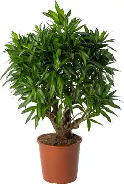 Intratuin Drakenbloedboom (Dracaena reflexa 'Song of Jamaica') D 27 H 90 cm aanbieding