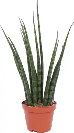 Intratuin Vrouwentong (Sansevieria 'Fernwood Mikado') D 6 H 20 cm aanbieding
