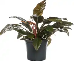 Intratuin Philodendron (Philodendron 'Imperial Red') D 34 H 90 cm aanbieding