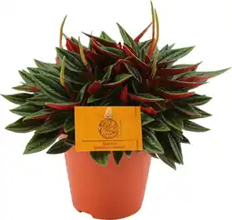 Intratuin Peperomia (Peperomia caperata 'Rosso') D 10,5 H 15 cm aanbieding