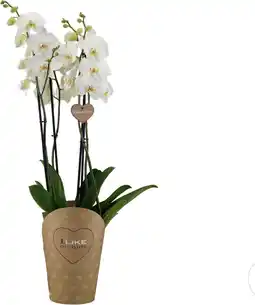 Intratuin Vlinderorchidee 4 tak (Phalaenopsis 'Duetto') D 17 H 70 cm aanbieding
