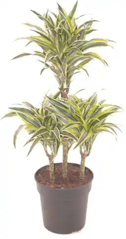 Intratuin Drakenbloedboom (Dracaena fragrans 'Surprise') D 21 H 90 cm aanbieding