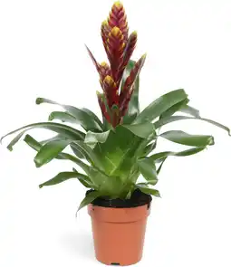 Intratuin Vriesea (Vriesea 'Vogue') D 12 H 40 cm aanbieding