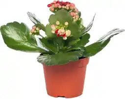 Intratuin Kalanchoë (Kalanchoë blossfeldiana 'Red') D 8 H 15 cm aanbieding