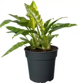 Intratuin Philodendron (Philodendron 'Ring of Fire') D 24 H 70 cm aanbieding