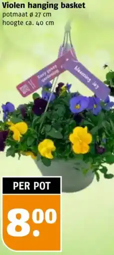 Poiesz Violen hanging basket aanbieding
