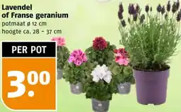 Poiesz Lavendel of Franse geranium aanbieding