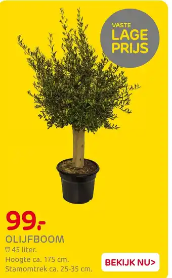 Praxis Olijfboom aanbieding