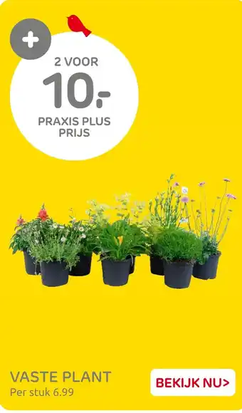 Praxis Vaste plant aanbieding
