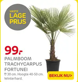 Praxis Palmboom trachycarpus fortunei aanbieding