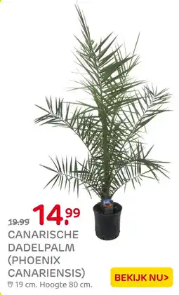 Praxis Canarische dadelpalm (phoenix canariensis) aanbieding