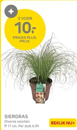 Praxis Siergras aanbieding