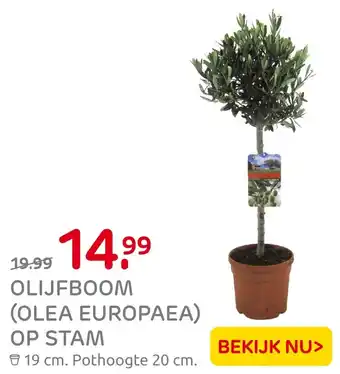 Praxis Olijfboom (olea europaea) op stam aanbieding