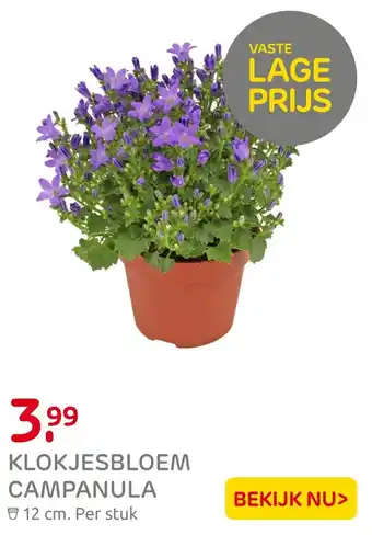 Praxis Klokjesbloem campanula aanbieding
