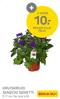 Praxis Kruiskruid senecio senetti aanbieding