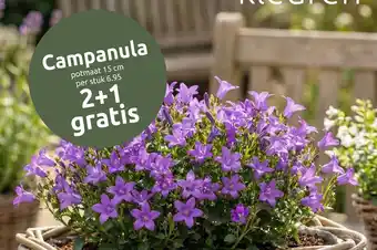 Deka Tuin Campanula aanbieding