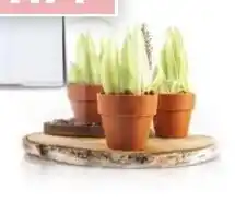 HANOS Dobla Chocolade Bloempot Cup Large aanbieding