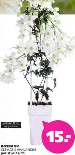 Ranzijn BOSRANK CLEMATIS AVALANCHE aanbieding