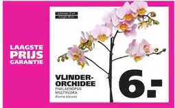 Ranzijn VLINDER- ORCHIDEE PHALAENOPSIS MULTIFLORA aanbieding