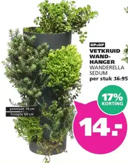 Ranzijn VETKRUID WAND- HANGER WANDERELLA SEDUM aanbieding