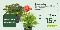 Pets Place Zomerbloeiers aanbieding
