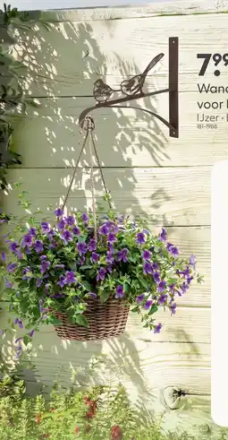 Marskramer Wandhaak ijzer voor hangplant aanbieding