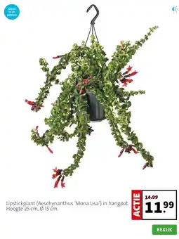 Intratuin Lipstickplant (Aeschynanthus ‘Mona Lisa’) in hangpot. Hoogte 25 cm, Ø 15 cm. aanbieding