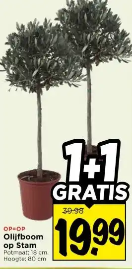 Vomar Voordeelmarkt Olijfboom op Stam aanbieding