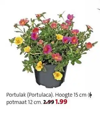 Intratuin Portulak aanbieding