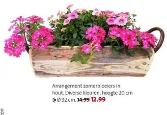 Intratuin Arrangement zomerbloeiers aanbieding