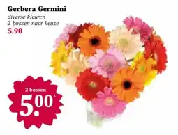 Coop Gerbera Germini aanbieding