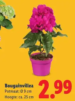 Lidl Bougainvillea aanbieding