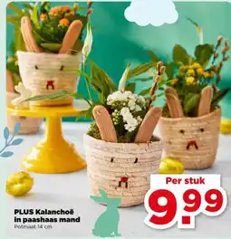 PLUS PLUS Kalanchoë in paashaas mand aanbieding