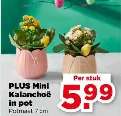 PLUS PLUS Mini Kalanchoë in pot aanbieding