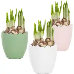Albert Heijn AH Gekleurd keramieken ei met narcissen aanbieding