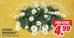 Dekamarkt Struik- margriet aanbieding