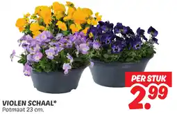Dekamarkt Violen schaal aanbieding