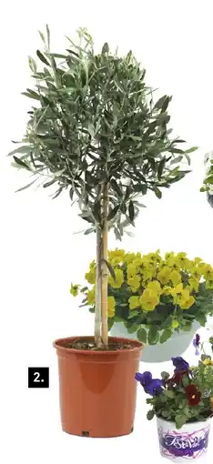 Karwei Olea Europaea op stam aanbieding