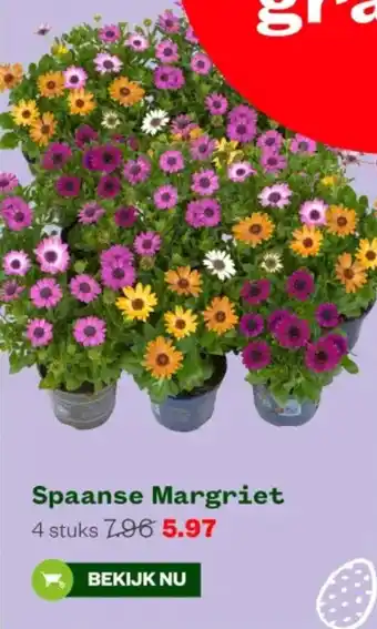 Welkoop Spaanse Margriet aanbieding