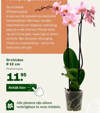 Welkoop Orchidee aanbieding