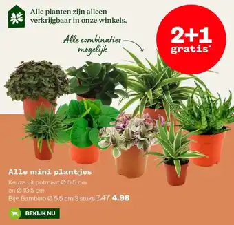 Welkoop Alle mini plantjes aanbieding