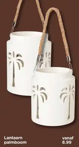 Xenos Lantaarn palmboom aanbieding