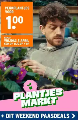 GAMMA Perkplantjes aanbieding
