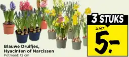 Vomar Voordeelmarkt Blauwe Druifjes, Hyacinten of Narcissen aanbieding