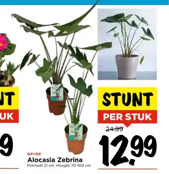 Vomar Voordeelmarkt Alocasia Zebrina potmaat 21 cm. Hoogte 70-100 cm per stuk aanbieding